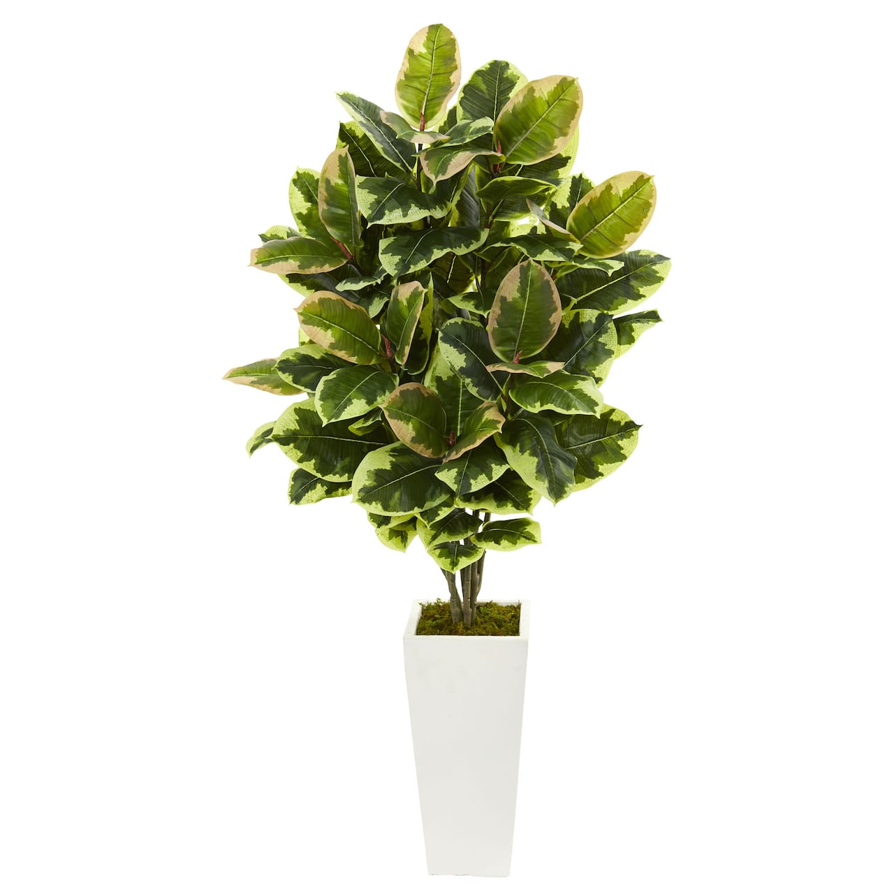 4ft. Variegated Rubber Leaf Tree In White Tower Vase